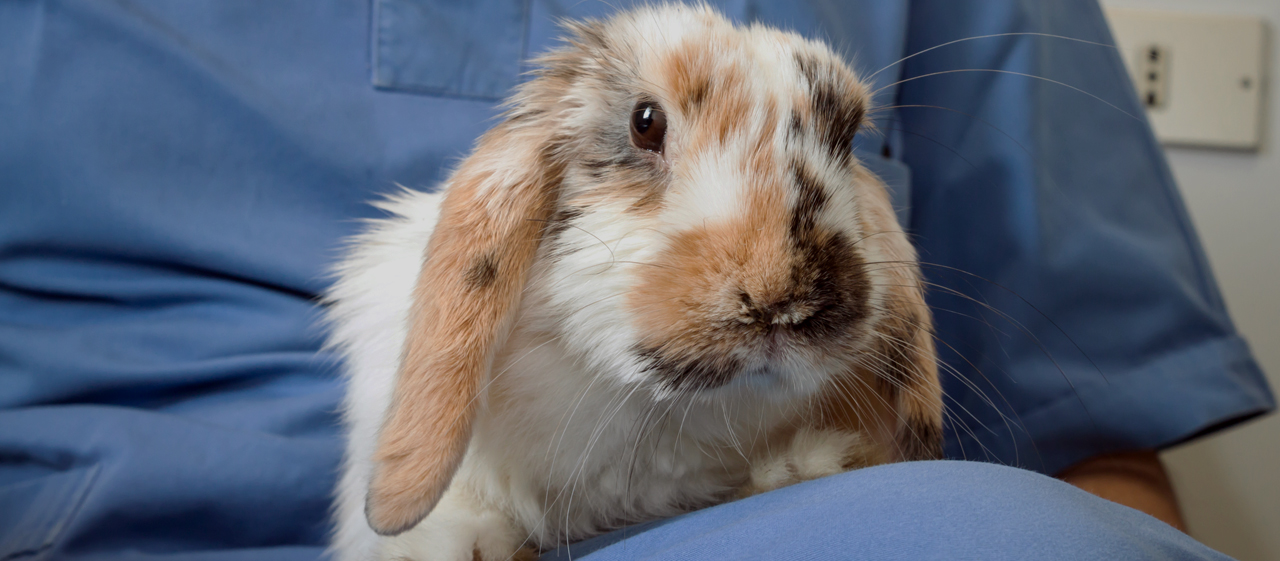 Vaccinating Rabbits Sunrise Veterinary Surgery